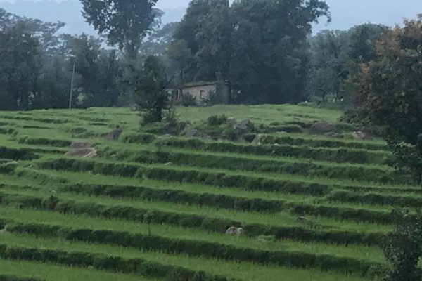 6 Kanal Land for Sale in Rehlu (Shahpur)