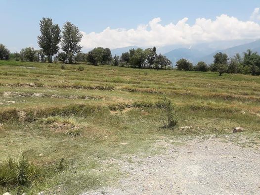 20 Kanal Land for sale in Drini Shahpur Himachal